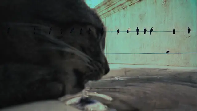 image-movies