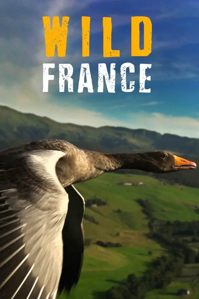 image-moviess