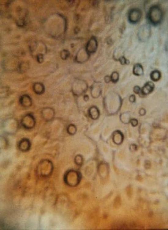 image-movies