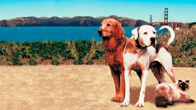 image-movies