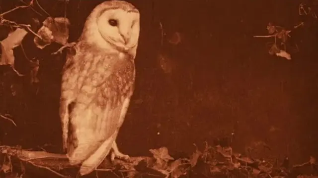 image-movies