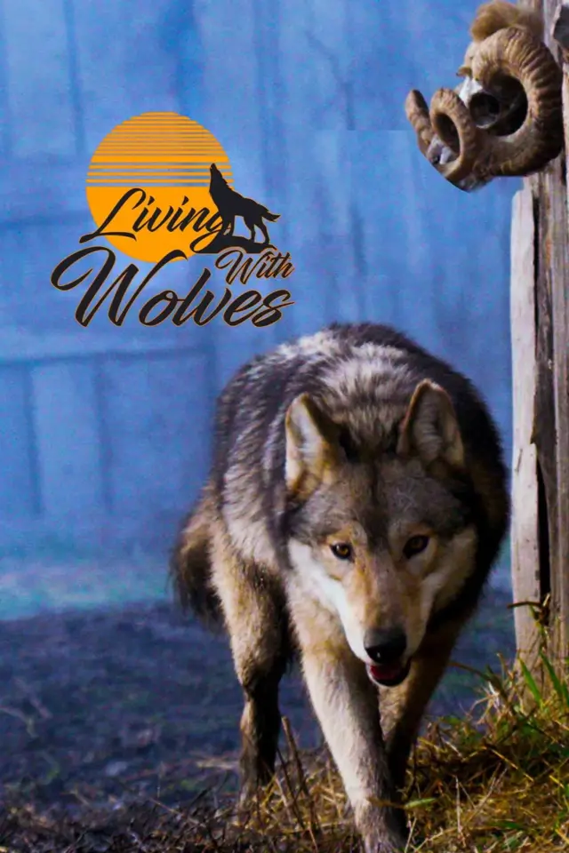 image-movies